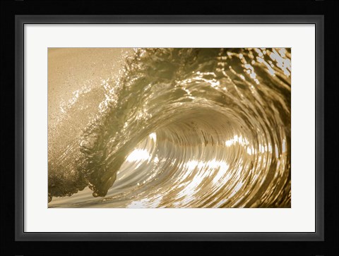 Framed Auricomus Print