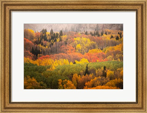 Framed Colorado, Gunnison National Forest, Forest In Autumn Colors Print