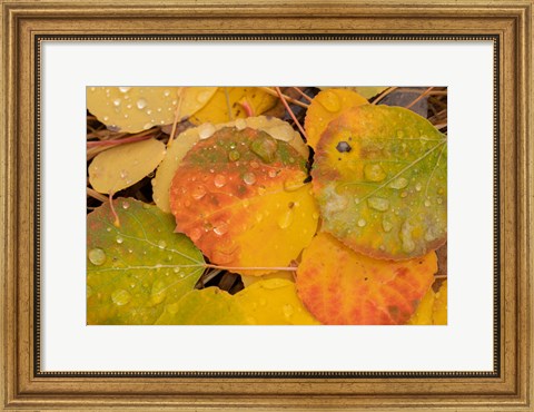 Framed Colorado, Gunnison National Forest, Raindrops On Fallen Autumn Aspen Leaves Print
