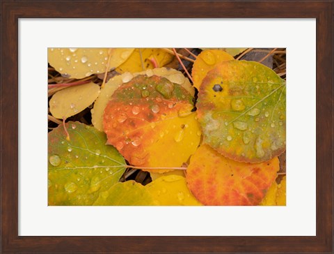 Framed Colorado, Gunnison National Forest, Raindrops On Fallen Autumn Aspen Leaves Print