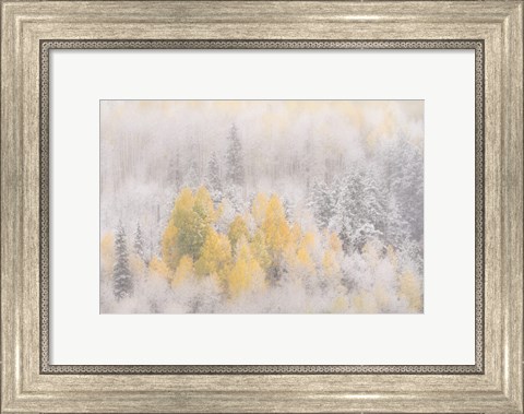 Framed Colorado, San Juan Mountains, Freshly Falling Snow On Aspen Forest Print