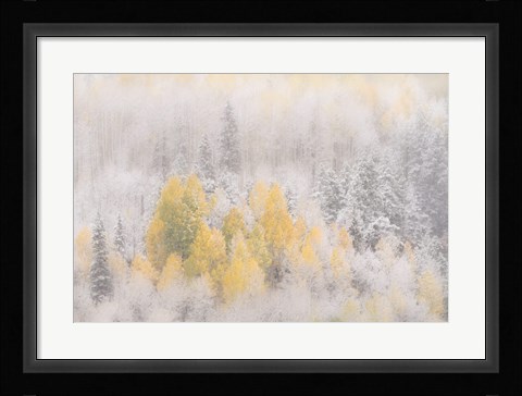 Framed Colorado, San Juan Mountains, Freshly Falling Snow On Aspen Forest Print
