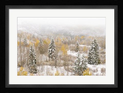 Framed Colorado, White River National Forest, Snowstorm On Forest Print