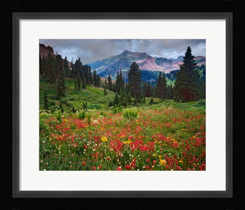 Framed Colorado, Laplata Mountains, Wildflowers In Mountain Meadow Print