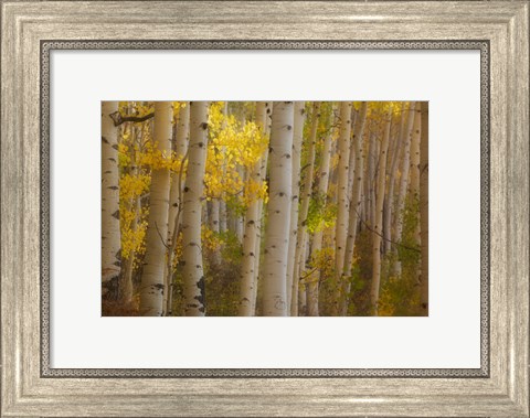 Framed Colorado, Gunnison National Forest, Aspen Trees Highlighted At Sunrise Print