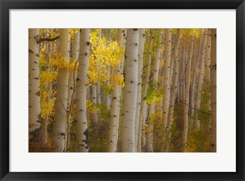 Framed Colorado, Gunnison National Forest, Aspen Trees Highlighted At Sunrise Print