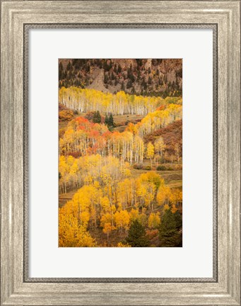 Framed Colorado, San Juan Mountains, Autumn-Colored Aspen Forest On Mountain Slope Print