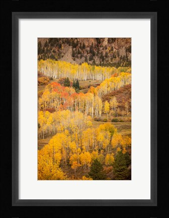Framed Colorado, San Juan Mountains, Autumn-Colored Aspen Forest On Mountain Slope Print