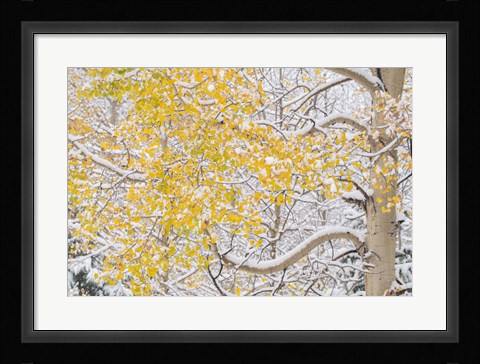 Framed Snow Coats Aspen Trees In Winter Print