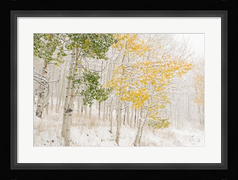 Framed Colorado, Snow Coats Aspen Trees In Winter Print