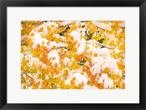 Framed White River National Forest, Snow Coats Aspen Trees In Winter Print