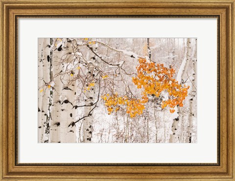 Framed Colorado, White River National Forest, Snow Coats Aspen Trees In Winter Print
