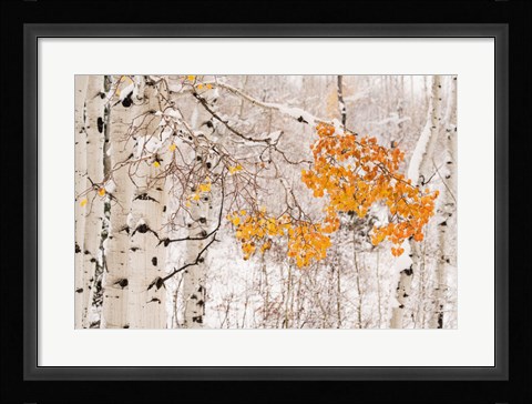 Framed Colorado, White River National Forest, Snow Coats Aspen Trees In Winter Print