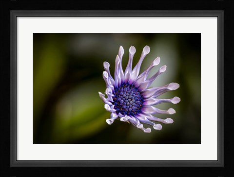 Framed Colorado, Fort Collins, African Daisy Close-Up Print