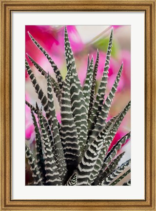 Framed Colorado, Fort Collins, Zebra Plant Succulent Print