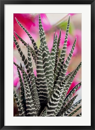 Framed Colorado, Fort Collins, Zebra Plant Succulent Print