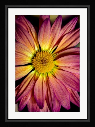 Framed Colorado, Fort Collins, Daisy Flower Close-Up Print