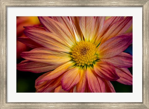 Framed Colorado, Fort Collins, Daisy Flower Close-Up 1 Print