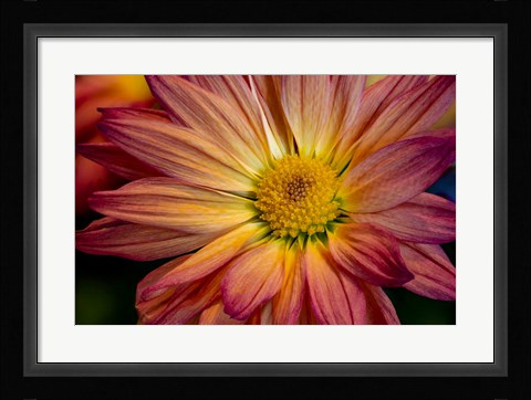 Framed Colorado, Fort Collins, Daisy Flower Close-Up 1 Print