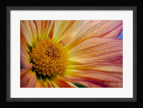 Framed Colorado, Fort Collins, Daisy Flower Close-Up 2 Print