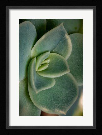 Framed Colorado, Fort Collins, Leatherpetal Succulent Close-Up Print