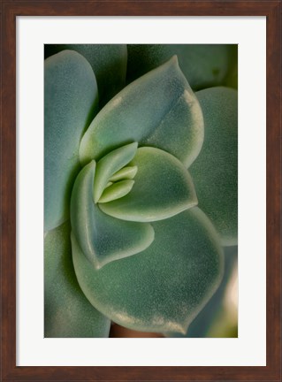 Framed Colorado, Fort Collins, Leatherpetal Succulent Close-Up Print