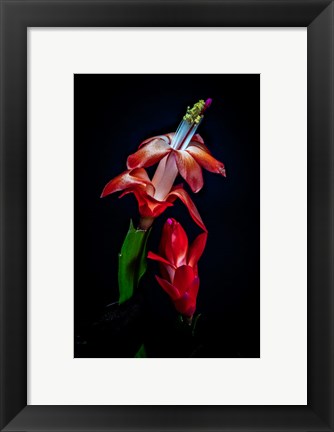 Framed Colorado, Fort Collins, Red Christmas Cactus Plant Print