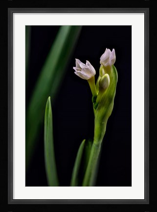 Framed Paperwhite Flower Plant Close-Up Print