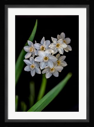 Framed Colorado, Fort Collins, Paperwhite Flower Plant Close-Up Print