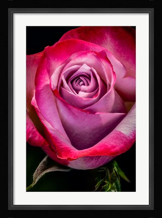 Framed Colorado, Fort Collins, Rose Close-Up Print