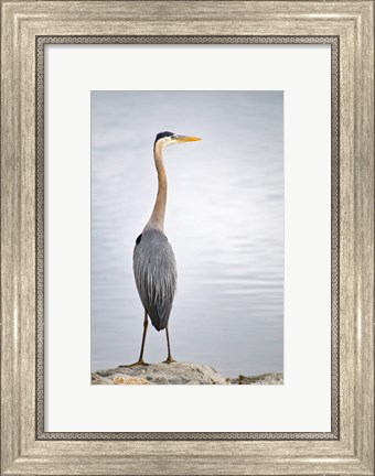 Framed Colorado, Great Blue Heron Print