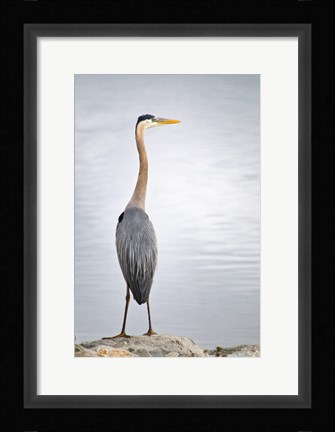 Framed Colorado, Great Blue Heron Print