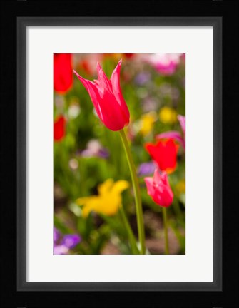 Framed Spring Flowers On Pearl Street, Colorado Print