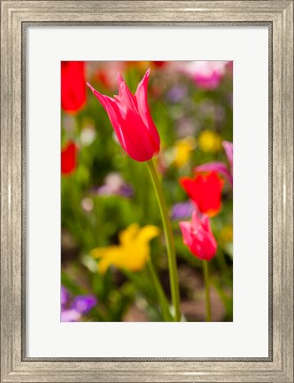 Framed Spring Flowers On Pearl Street, Colorado Print