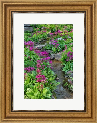 Framed Marsh Primrose Along Small Stream, Winterthur Gardens, New Castle County, Delaware Print