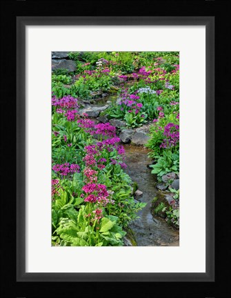 Framed Marsh Primrose Along Small Stream, Winterthur Gardens, New Castle County, Delaware Print