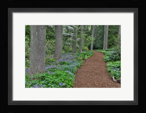 Framed Mt, Cuba Center, Hockessin, Delaware, Along The Woods Path Rimmed By Wildflowers Print