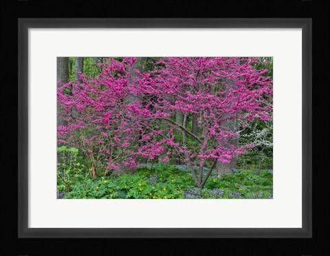 Framed Redbud Tree In Full Bloom, Mt, Cuba Center, Hockessin, Delaware Print