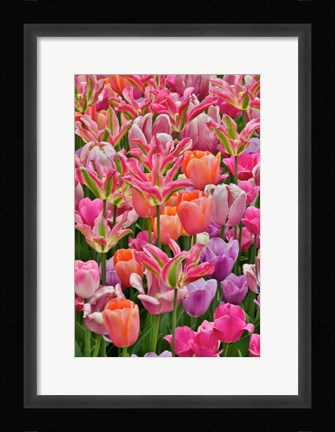 Framed Tulips In Planters, Formal Garden, Mt, Hockessin, Delaware Print