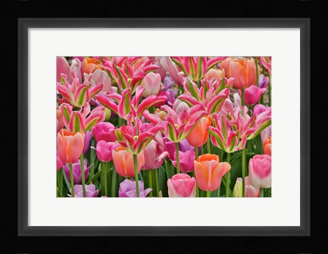 Framed Tulips In Planters, Formal Garden, Mt, Cuba Center, Hockessin, Delaware Print