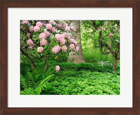 Framed Rhododendrons And Trees In A Park Setting Print