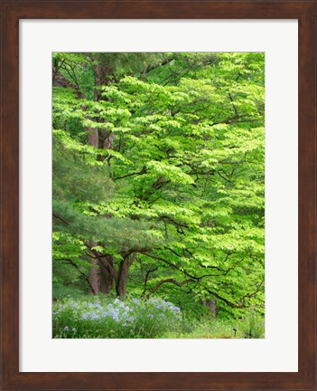 Framed Field Of Wildflowers And Native Trees Print