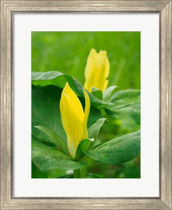 Framed Yellow Trillium, Trillium Erectum, Growing In A Wildflower Garden Print
