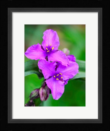 Framed Purple Virginia Spiderwort, Tradescantia Virginiana Growing In A Wildflower Garden Print