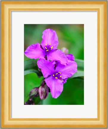 Framed Purple Virginia Spiderwort, Tradescantia Virginiana Growing In A Wildflower Garden Print