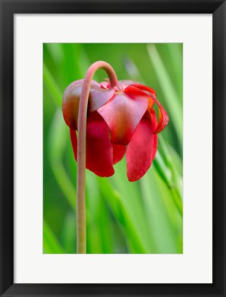 Framed Red Flower Of The Pitcher Plant (Sarracenia Rubra), A Carnivorous Plant Print