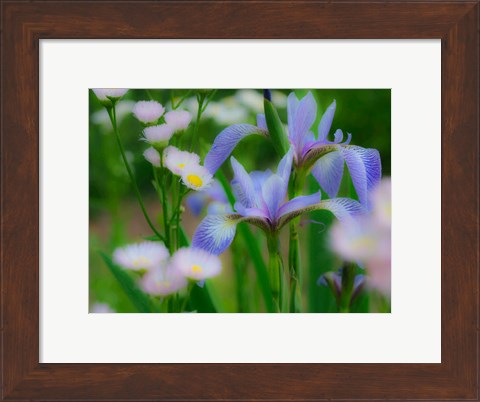 Framed Iris And Wildflowers Print