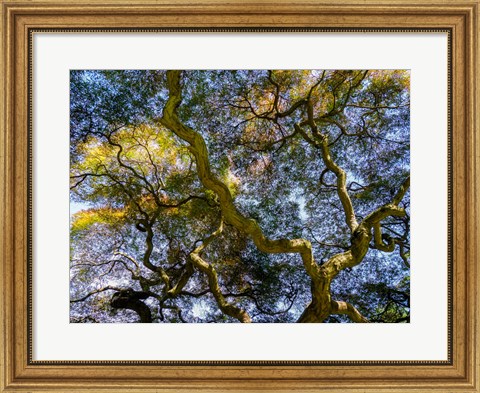 Framed Looking Up At The Sky Through A Japanese Maple Print