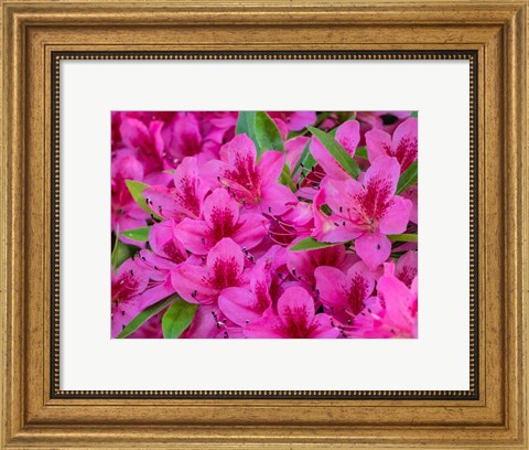 Framed Hot Pink Azaleas In A Garden Print