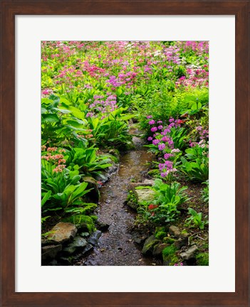 Framed Boggy Quarry Garden With Giant Candelabra Primroses, Primula X Bulleesiana Hybrid Print